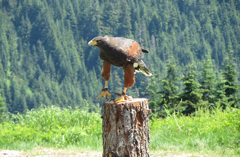 Birds of prey flying demonstration at the Birds in Motion Show 