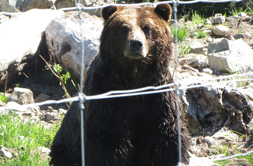 Brown grizzly bear at Grouse Mountain in Vancouver Canada