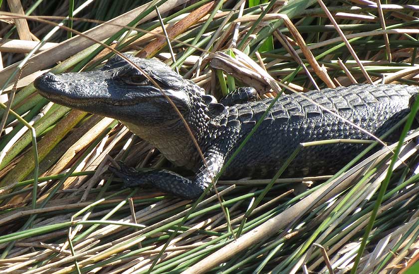 Baby crocodile at Everglades Safari Park in Miami Florida