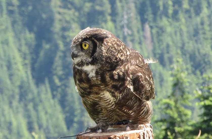 Owl from Birds in Motion Show at Grouse Mountain. Photo to inspire you to visit Vancouver..