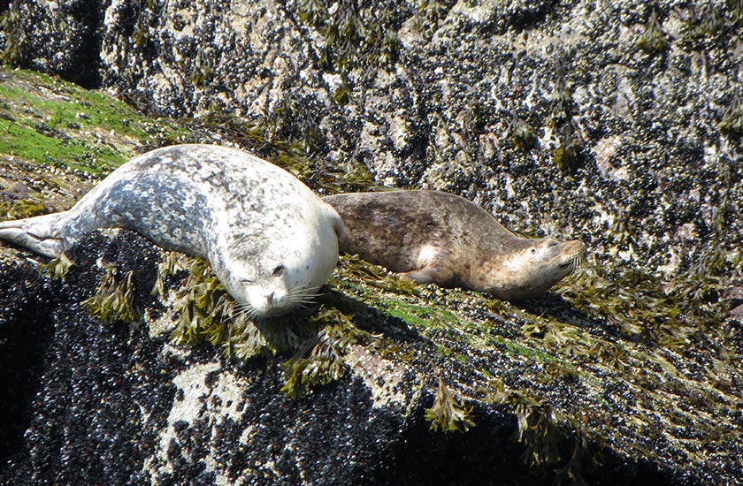 Seals in Vancouver Canada