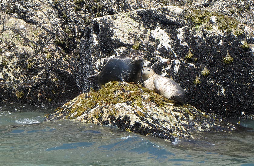 Seal Colony seen at Pam Rocks during Sewell's Marina Sea Safari Tour