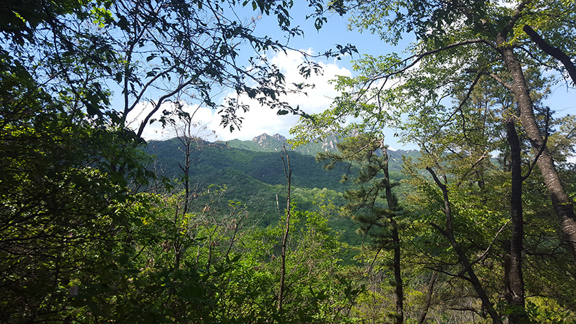 Trees and mountain views at Bukhansan National Park in Korea