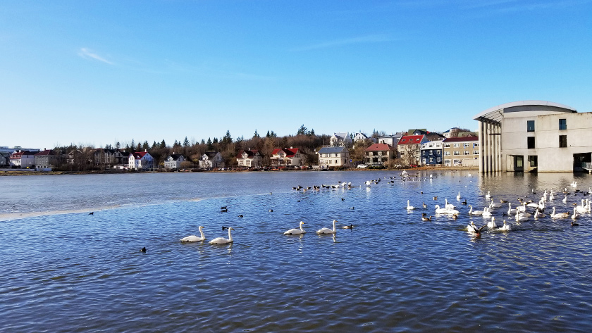 Birds in lovely pond Tjornin in Reykjavik 