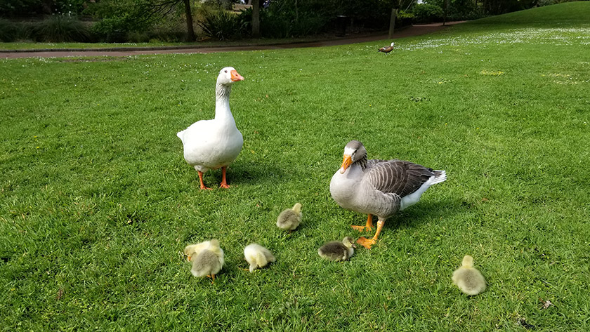 Cute Ducks and chicks at Auckland Domain