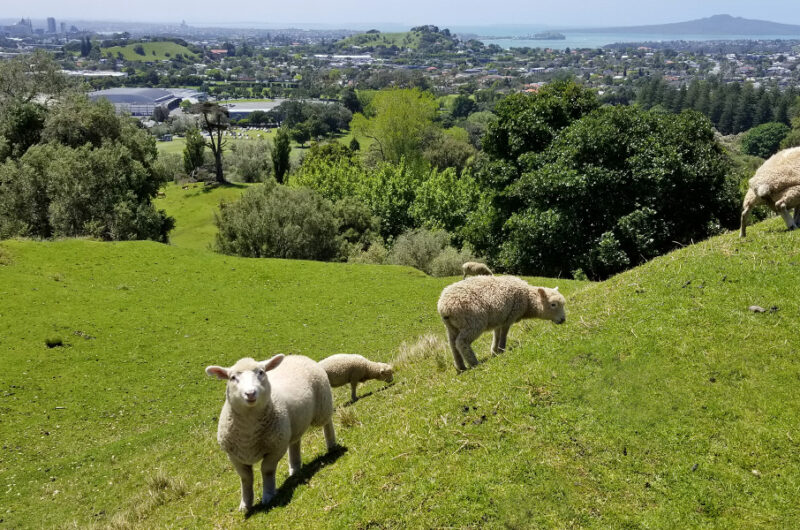 Cute sheep spotted on top of One Tree Hill in Auckland New Zealand during my working holiday